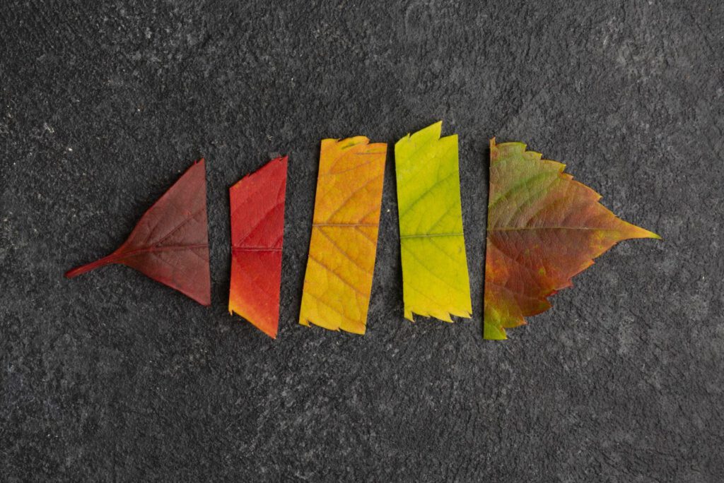 Bunte Blätter basteln Herbst